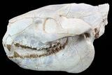 Oreodont (Merycoidodon) Skull - South Dakota #51146-1